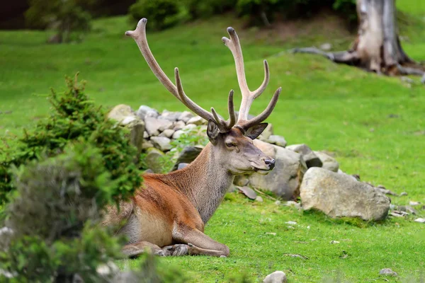 Cervo nella foresta — Foto Stock