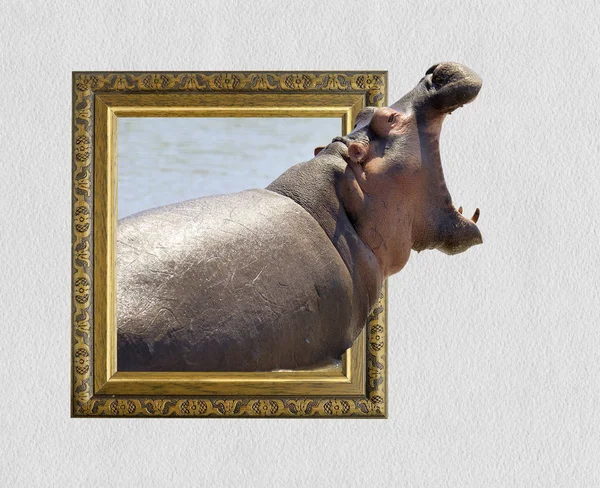 Hippo no quadro com efeito 3d — Fotografia de Stock