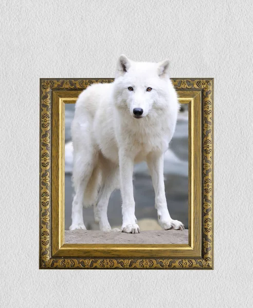 Arctic wolf in frame with 3d effect — Stock Photo, Image