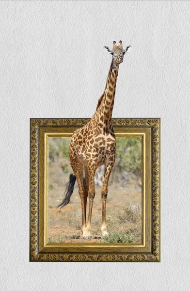 Giraffe in frame with 3d effect — Stock Photo, Image