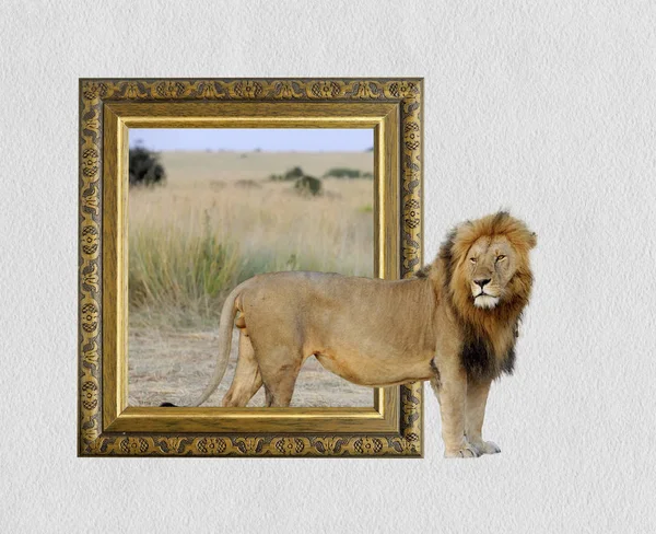 Leão no quadro com efeito 3d — Fotografia de Stock