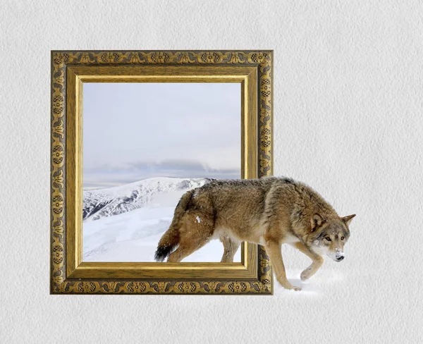 具有 3d 效果框架中的狼 — 图库照片
