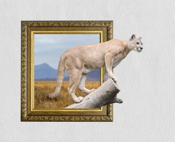 Puma no quadro com efeito 3d — Fotografia de Stock