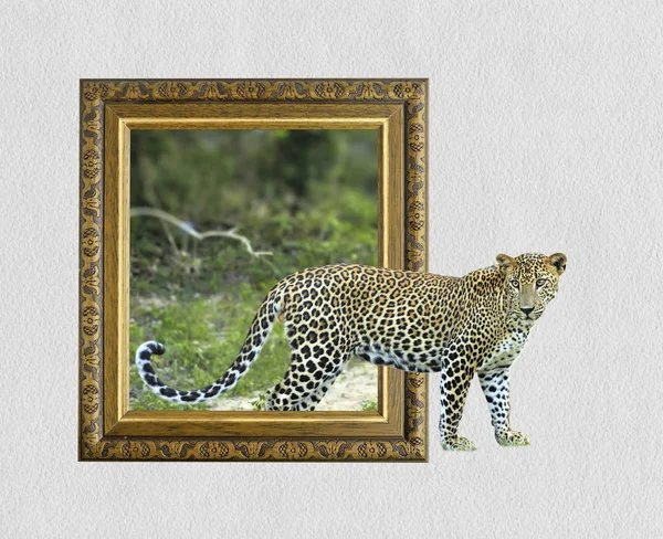 Λεοπάρδαλη σε πλαίσιο, με το εφέ 3d — Φωτογραφία Αρχείου