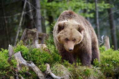 Ormandaki Koca Boz Ayı