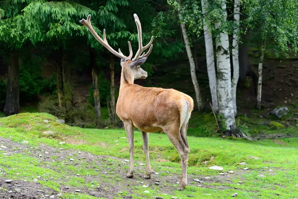 Veado na floresta — Fotografia de Stock