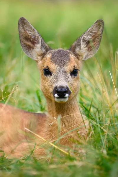 Cervos ovas bebê no prado de verão — Fotografia de Stock