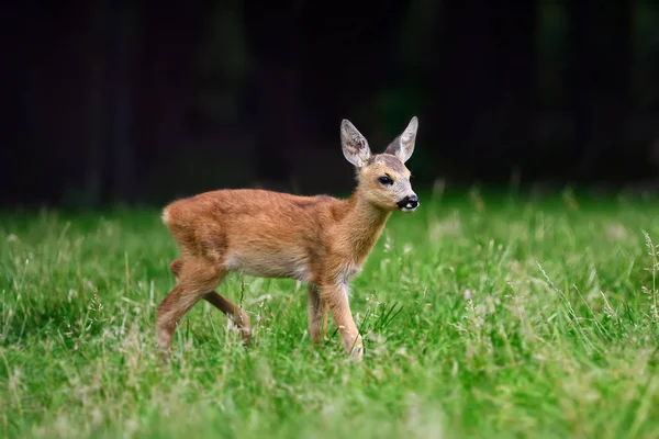 Baby roe deer on summer meadow — Stock Photo, Image