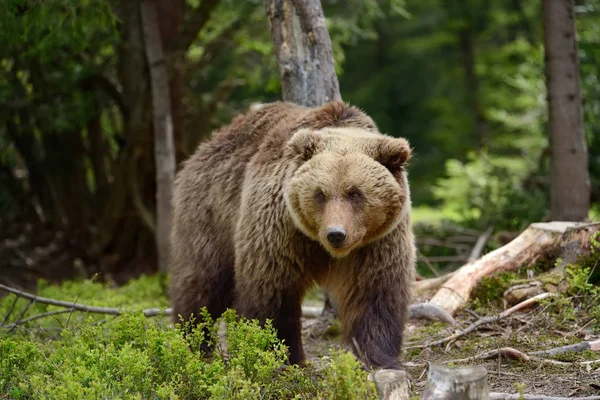 Big brown bear in the forest — Stock Photo, Image