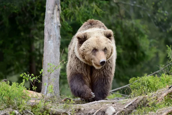 Μεγάλη καφέ αρκούδα στο δάσος — Φωτογραφία Αρχείου