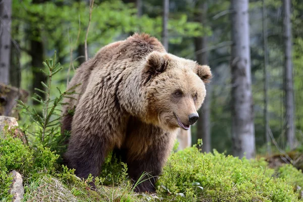 Urso castanho grande na floresta — Fotografia de Stock