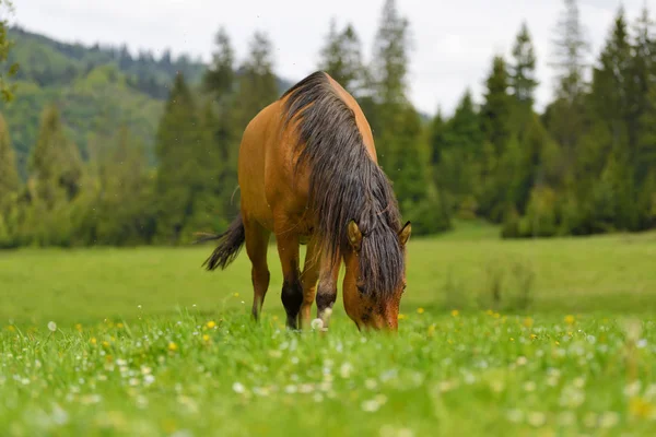 Cavallo al pascolo — Foto Stock