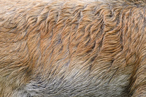 A vaddisznó a bőr textúra — Stock Fotó