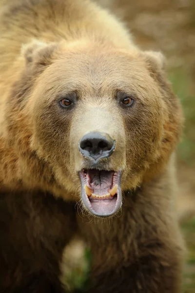 Ursul brun mare în pădure — Fotografie, imagine de stoc