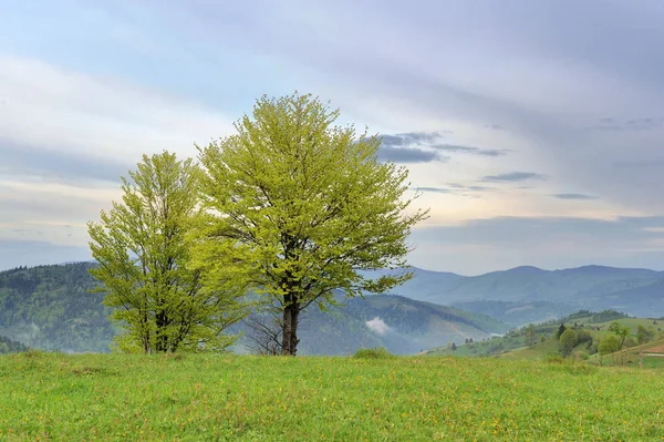 山の背景のツリー — ストック写真