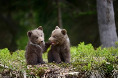 Brown bear cub clipart