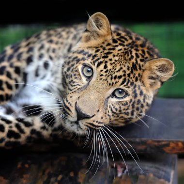 Yakın leopar portre