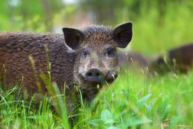 Yaban domuzu ormanda