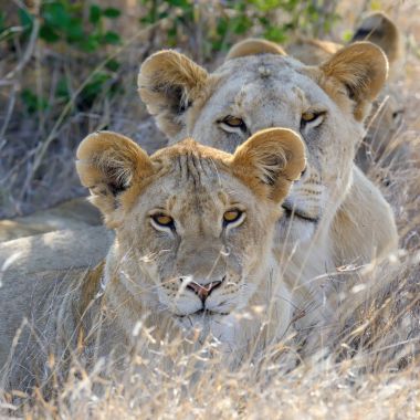 Aslan Kenya Milli Parkı