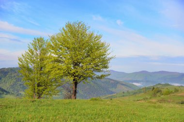 Ağaç arka planda dağların