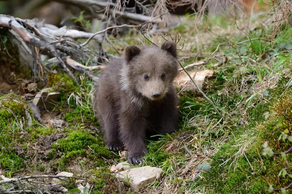 Filhote de urso marrom — Fotografia de Stock