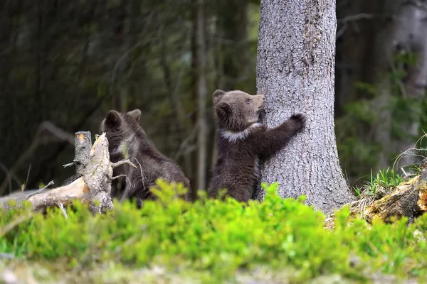 Bruine beer cub — Stockfoto