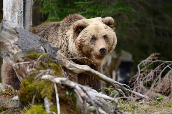 Великий коричневий ведмідь у лісі — стокове фото