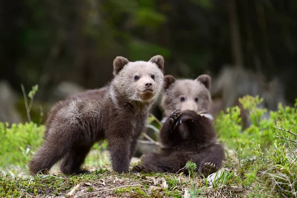 Bruine beer cub — Stockfoto