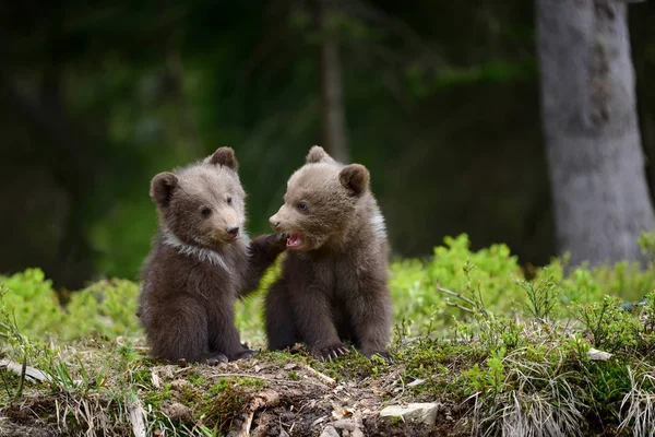 Filhote de urso marrom — Fotografia de Stock