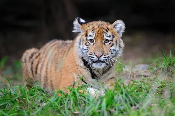 Porträt eines Tigerjungen — Stockfoto