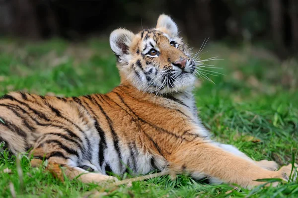 Porträt eines Tigerjungen — Stockfoto