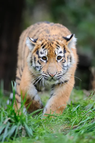 Portret van een tiger cub — Stockfoto