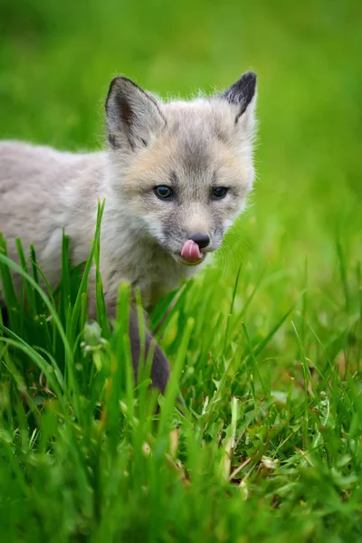 Fox cub in grass — Stock Photo, Image