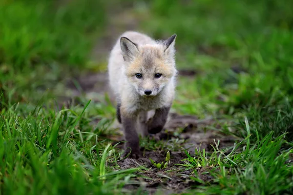 Renard ourson dans l'herbe — Photo