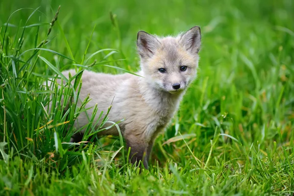 Fox cub στο γρασίδι — Φωτογραφία Αρχείου