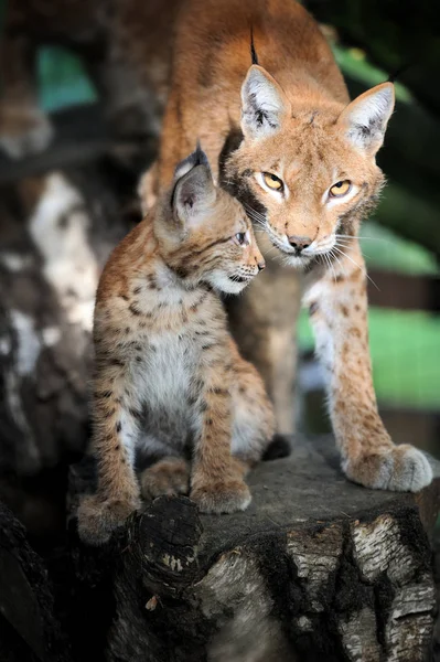 Bébé Eurasien Lynx dans la forêt — Photo