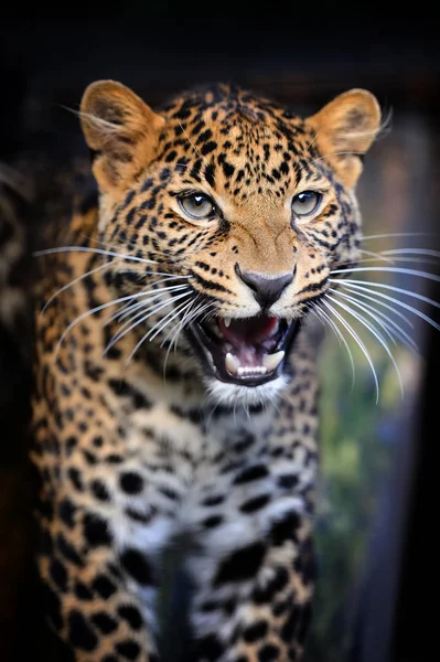 Close angry leopard portrait — Stock Photo, Image