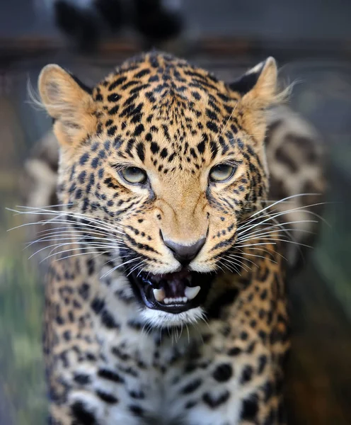 Fechar retrato de leopardo zangado — Fotografia de Stock
