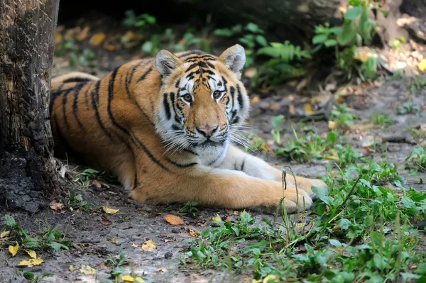 Siberian tiger in summer day — Stock Photo, Image