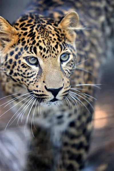 Leopardenporträt schließen — Stockfoto