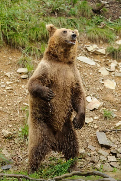 Urso castanho grande na floresta — Fotografia de Stock