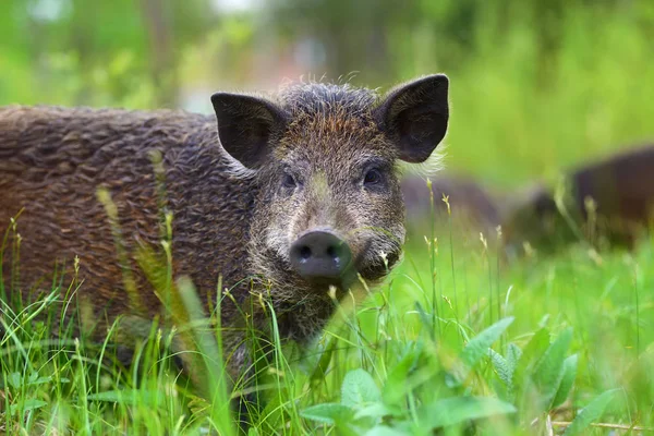 Wild boar on the forest — Stock Photo, Image