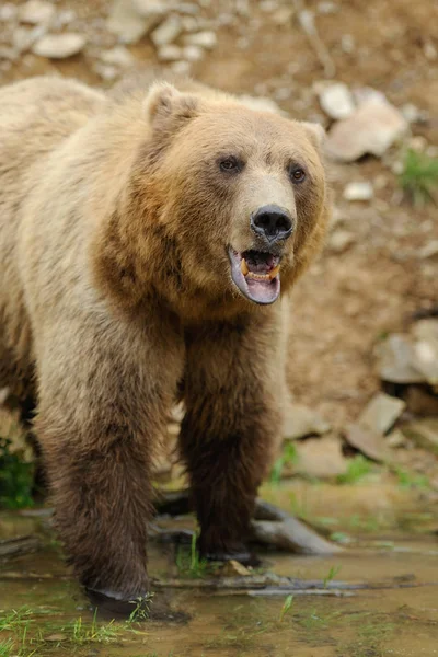 Big brown bear in the forest — Stock Photo, Image