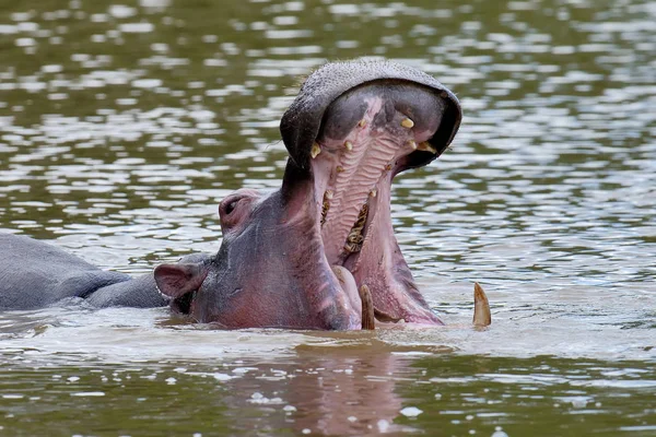 Familia Hippo (Hippopotamus amphibius ) — Foto de Stock