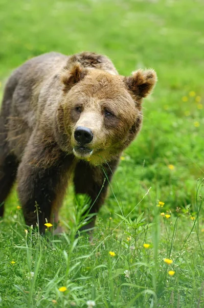 Urso castanho grande na floresta — Fotografia de Stock