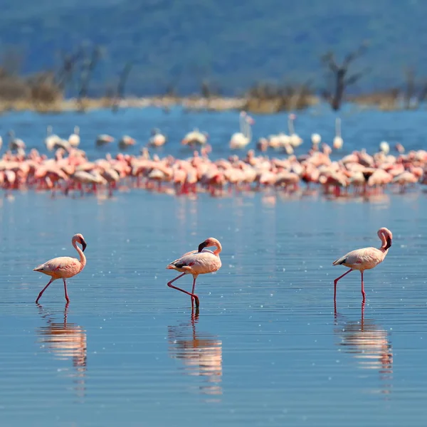 Стая фламинго — стоковое фото
