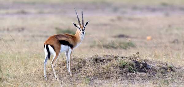 Thomsons Gazelle auf der Savanne — Stockfoto