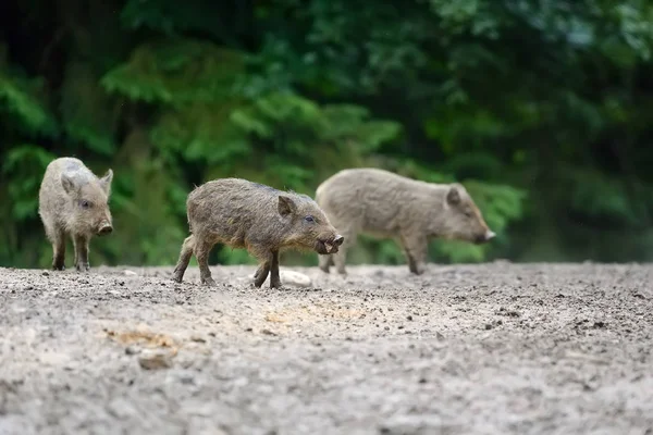 Junge Wildschweine — Stockfoto