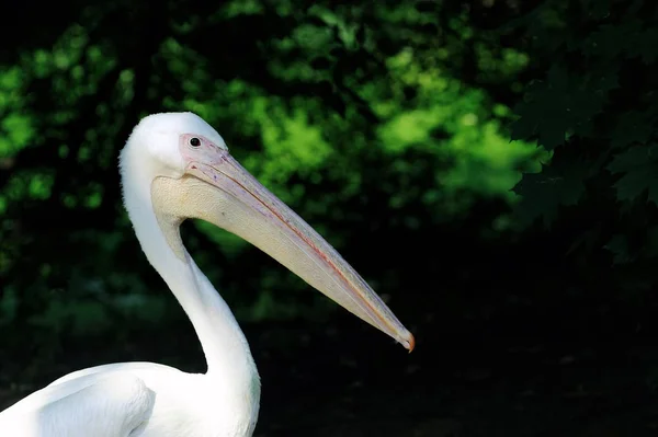 Pelikán nebo růžové Pelikán — Stock fotografie