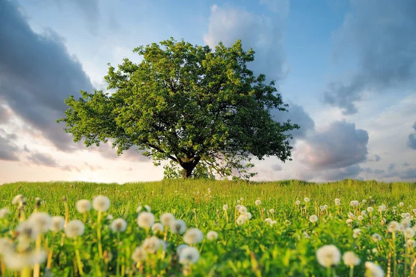 Summer landscape with nobody tree — Stock Photo, Image